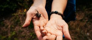 ¡Me picó una araña! ¿Busco ayuda?